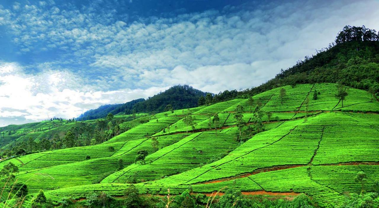 Hotel Gregory Hills Nuwara Eliya Exteriér fotografie
